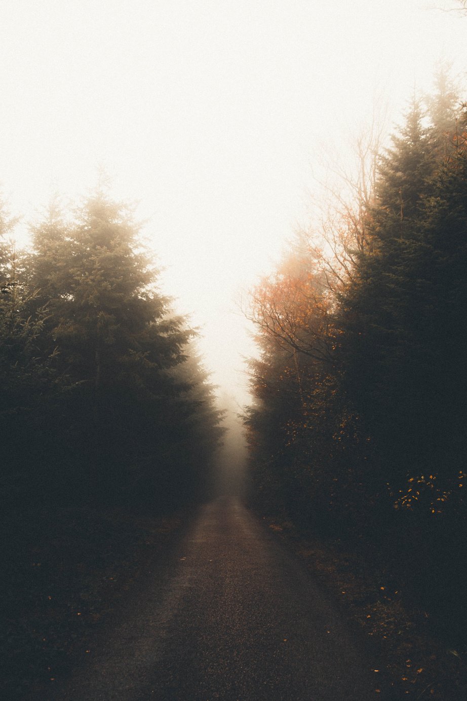 Trees in a Misty Forest 